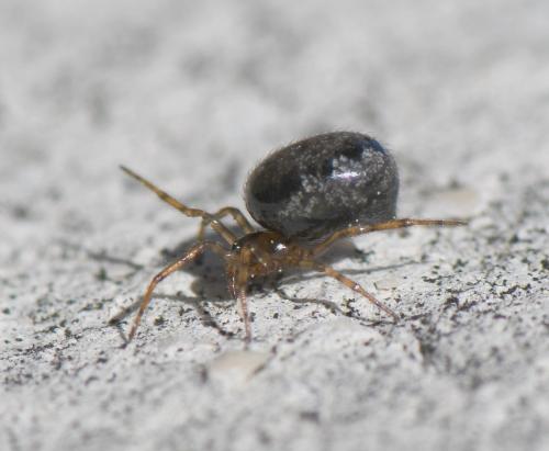 Réf. 249 862 : Enoplognatha sp.